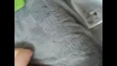Redare Roșcat cu coarne în patul meu