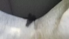 চালান আমার গাড়িতে প্রস্রাব