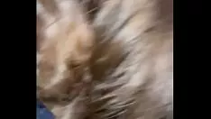Afspelen 2am oceanische abysspharynx verspilling in de rug van 1000 cim amwf