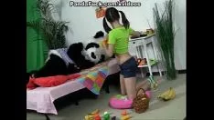 Riproduci Missy bruna magnetica che seduce l'orso procione